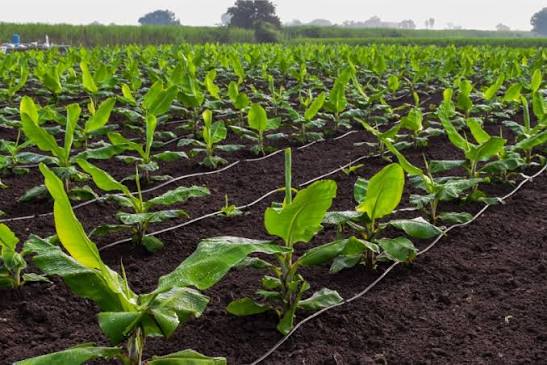 Sweet Local Bananas - Per Dozen