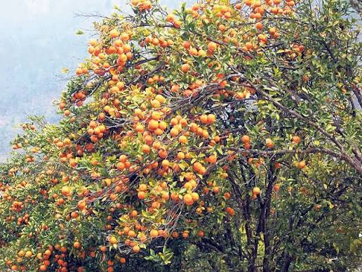 Fresh Pomegranates - Premium