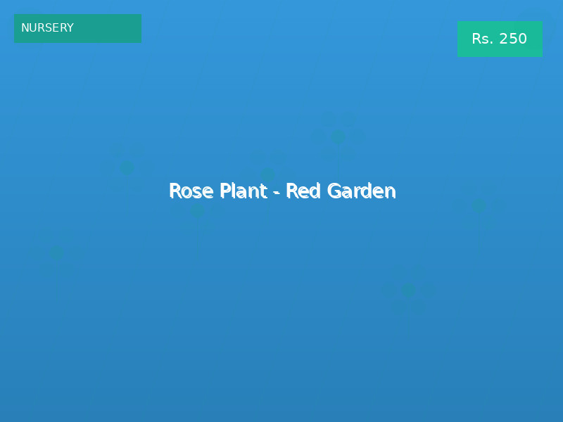 Rose Plant - Red Garden