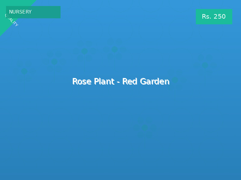 Rose Plant - Red Garden