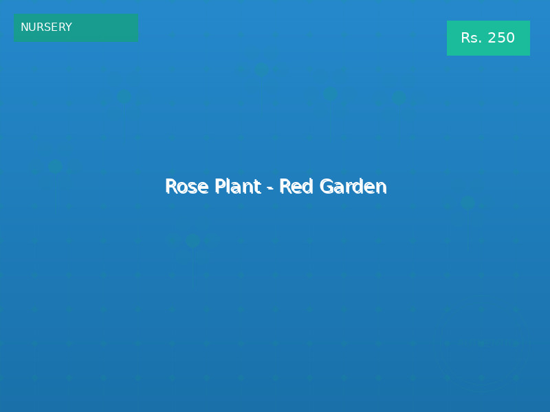 Rose Plant - Red Garden