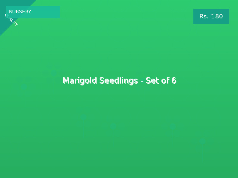 Marigold Seedlings - Set of 6