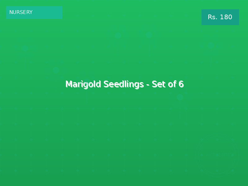 Marigold Seedlings - Set of 6