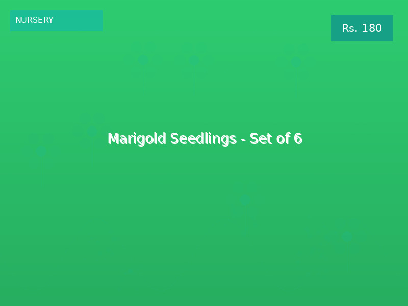 Marigold Seedlings - Set of 6