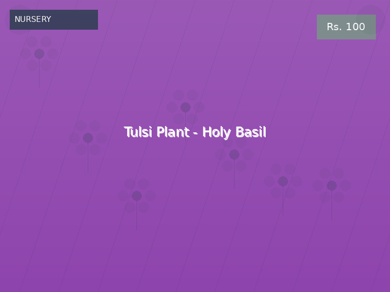 Tulsi Plant - Holy Basil
