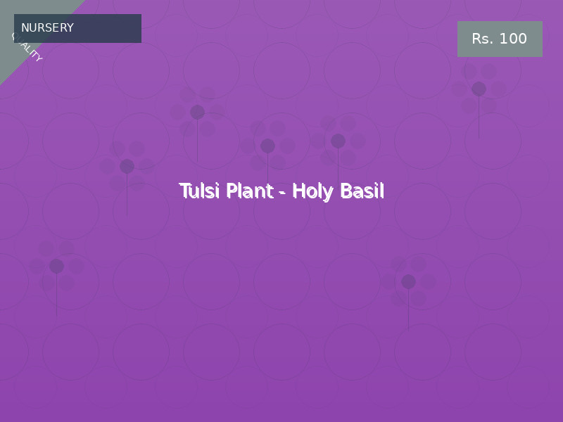 Tulsi Plant - Holy Basil