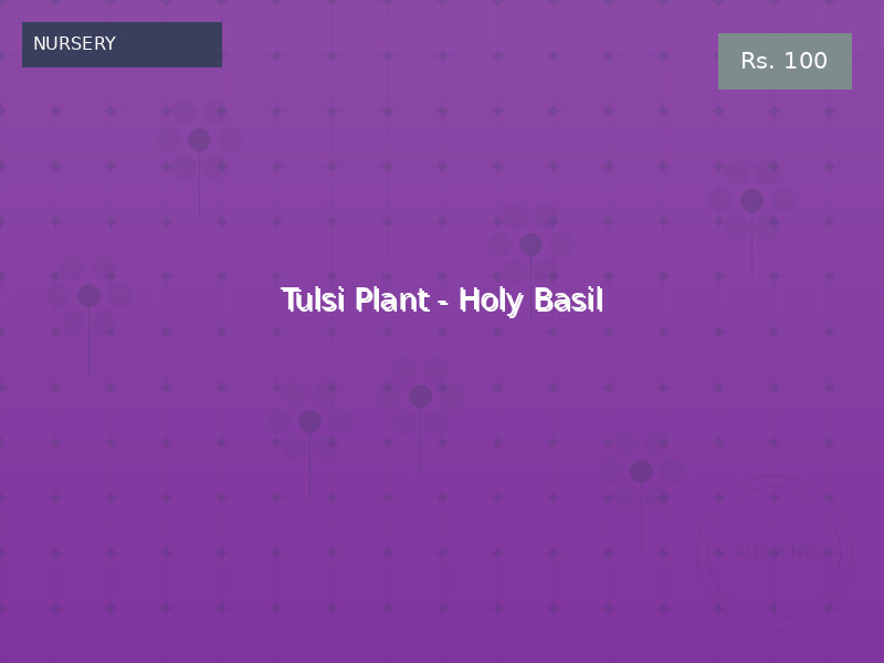 Tulsi Plant - Holy Basil