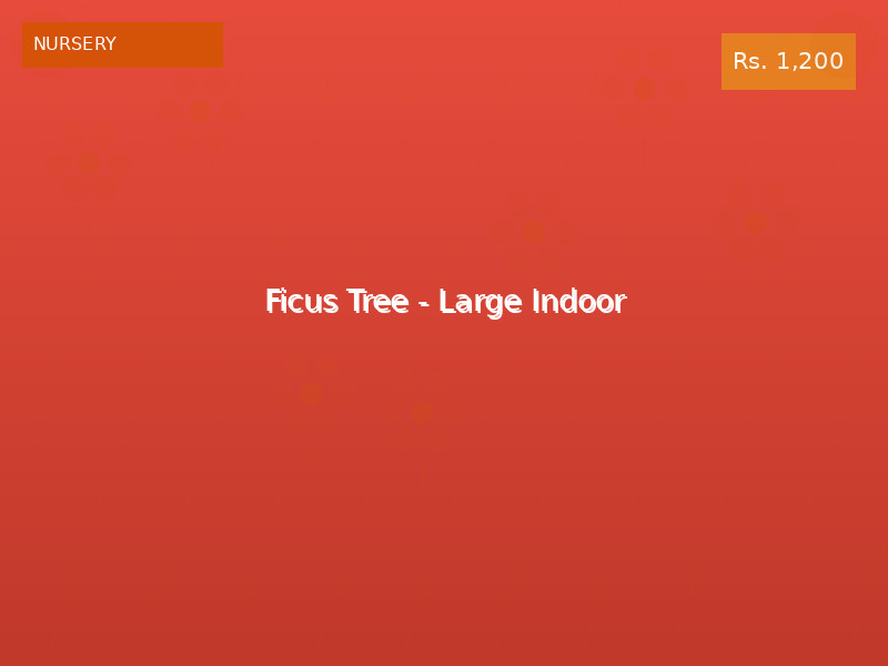 Ficus Tree - Large Indoor