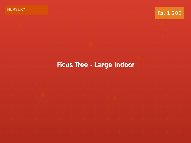 Ficus Tree - Large Indoor