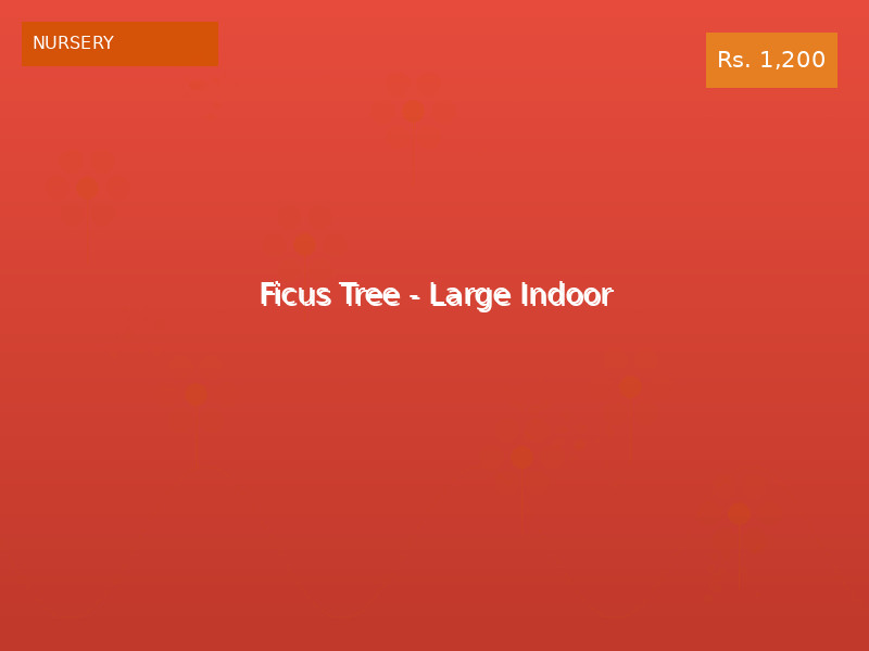 Ficus Tree - Large Indoor