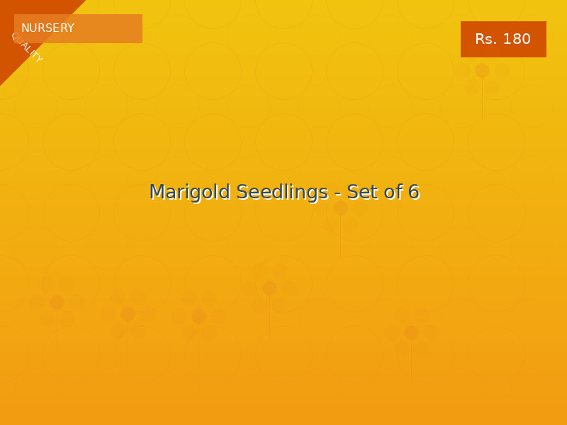 Marigold Seedlings - Set of 6