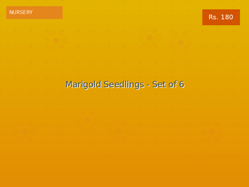 Marigold Seedlings - Set of 6