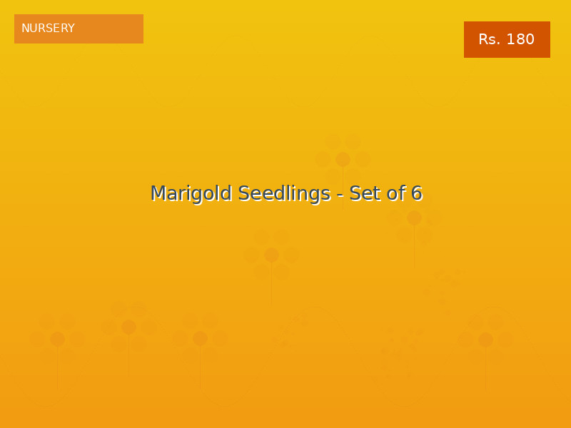 Marigold Seedlings - Set of 6