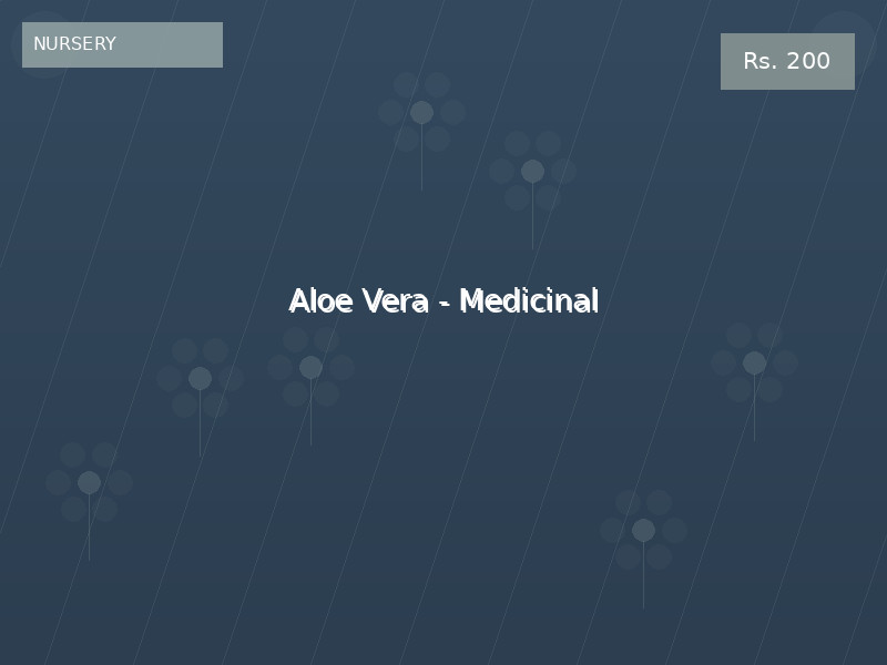 Aloe Vera - Medicinal