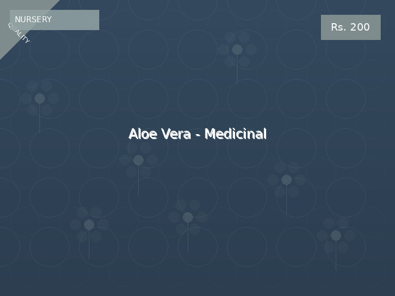 Aloe Vera - Medicinal