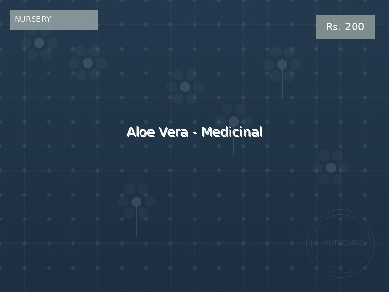 Aloe Vera - Medicinal