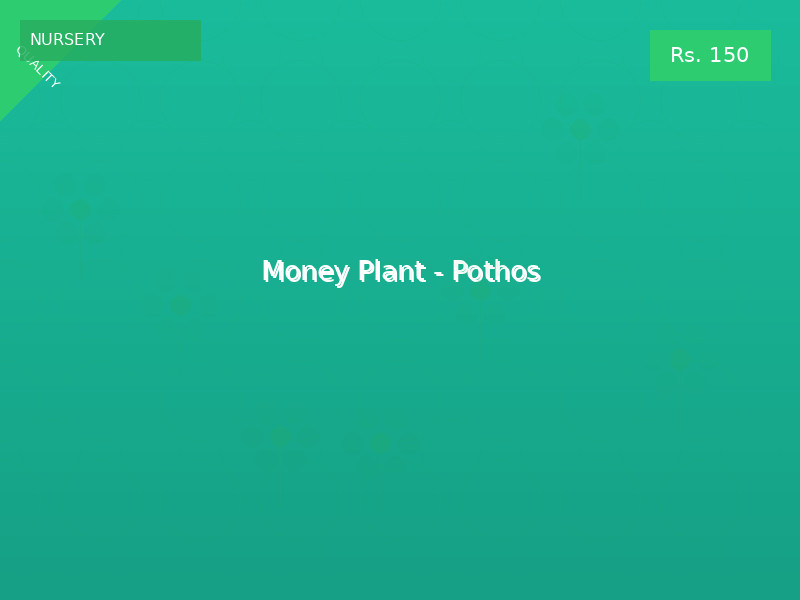 Money Plant - Pothos