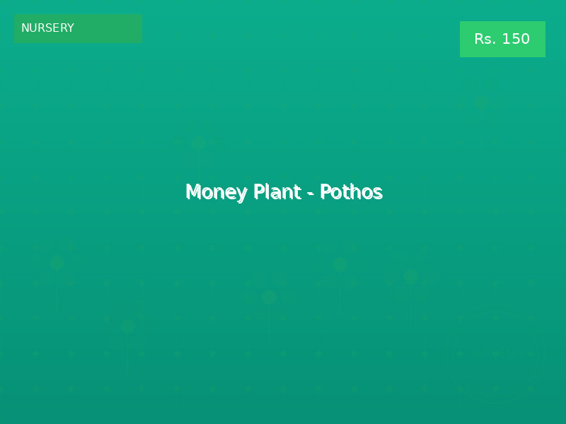 Money Plant - Pothos