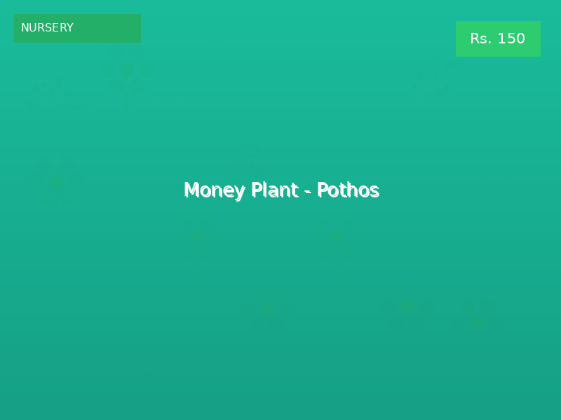 Money Plant - Pothos