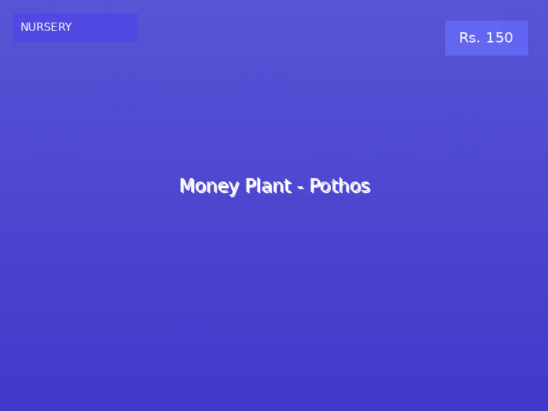 Money Plant - Pothos