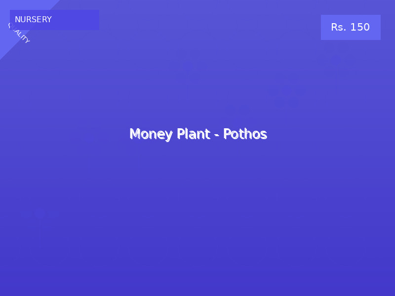Money Plant - Pothos