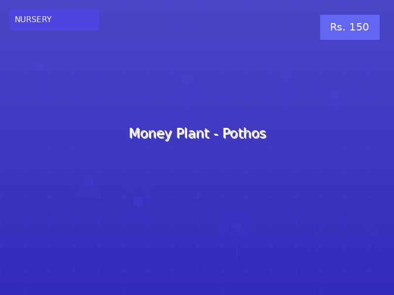 Money Plant - Pothos