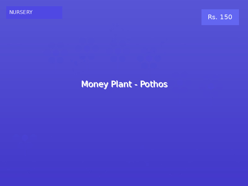 Money Plant - Pothos