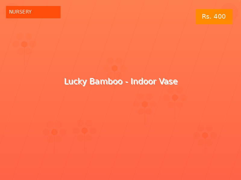 Lucky Bamboo - Indoor Vase