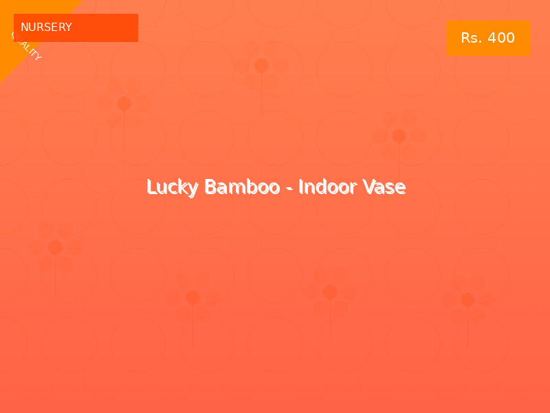 Lucky Bamboo - Indoor Vase