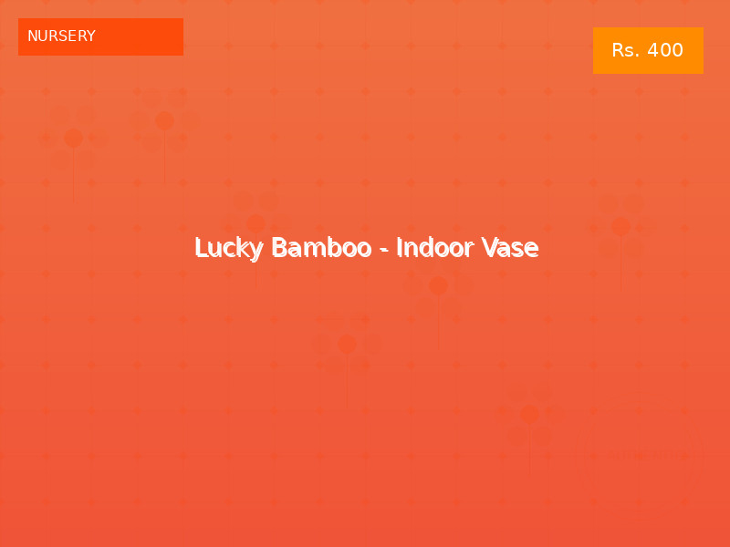 Lucky Bamboo - Indoor Vase