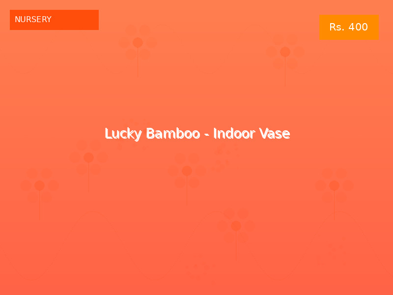 Lucky Bamboo - Indoor Vase