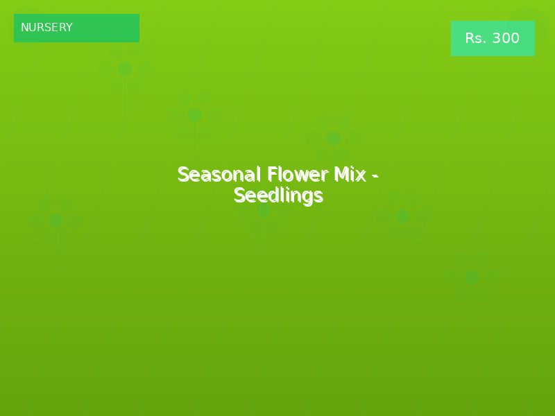 Seasonal Flower Mix - Seedlings