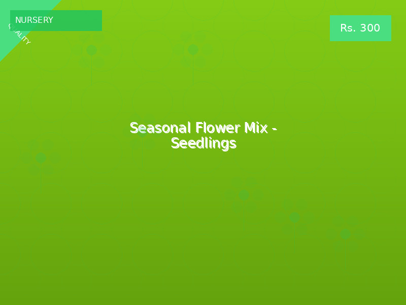 Seasonal Flower Mix - Seedlings