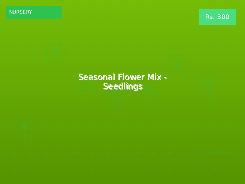 Seasonal Flower Mix - Seedlings