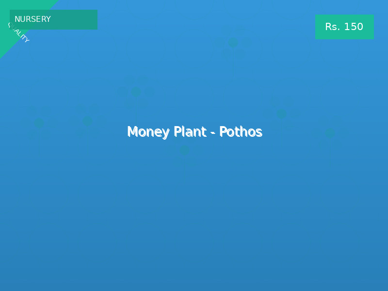 Money Plant - Pothos