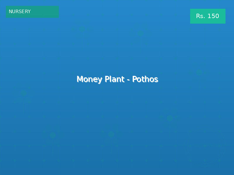Money Plant - Pothos