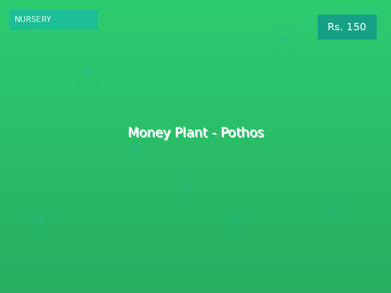 Money Plant - Pothos