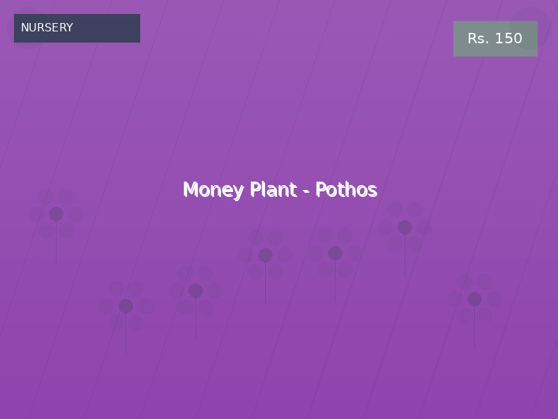 Money Plant - Pothos