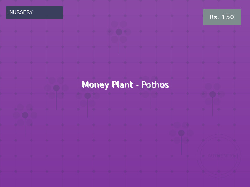 Money Plant - Pothos